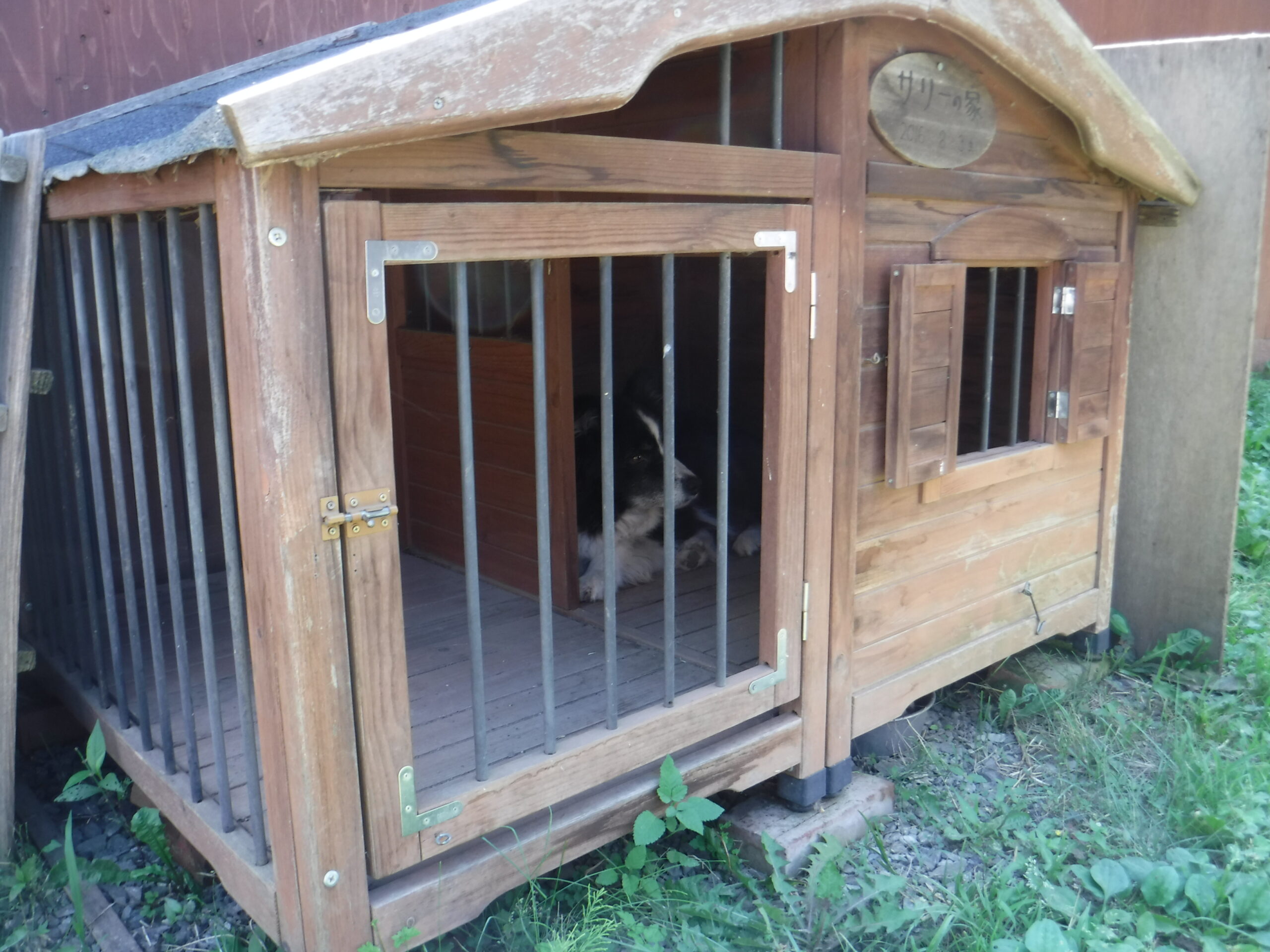 イヌ小屋のサリーちゃん