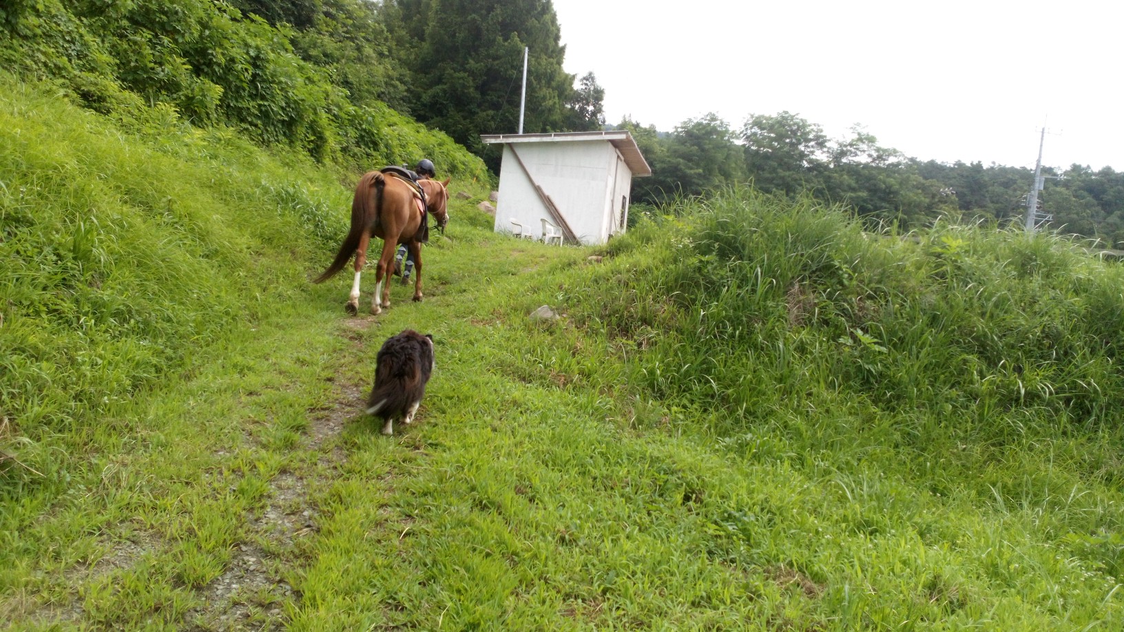 イヌのお仕事
