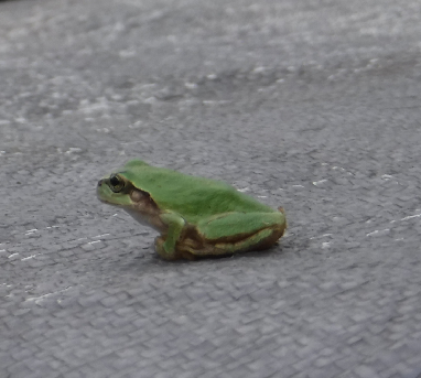 アマガエルがやってきた、家へカエる。