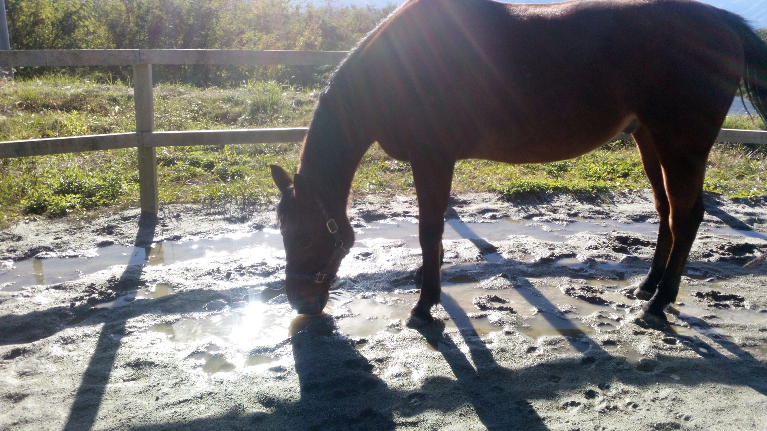 ゴクゴクゴクッ