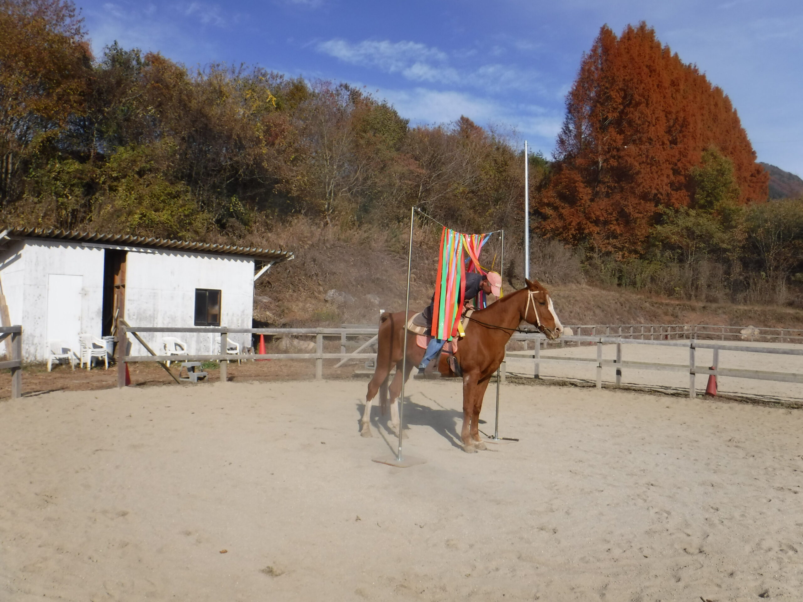 たぁ〜坊との日々 Vol.62 ヒラヒラ克服レポート《その5・最終回》