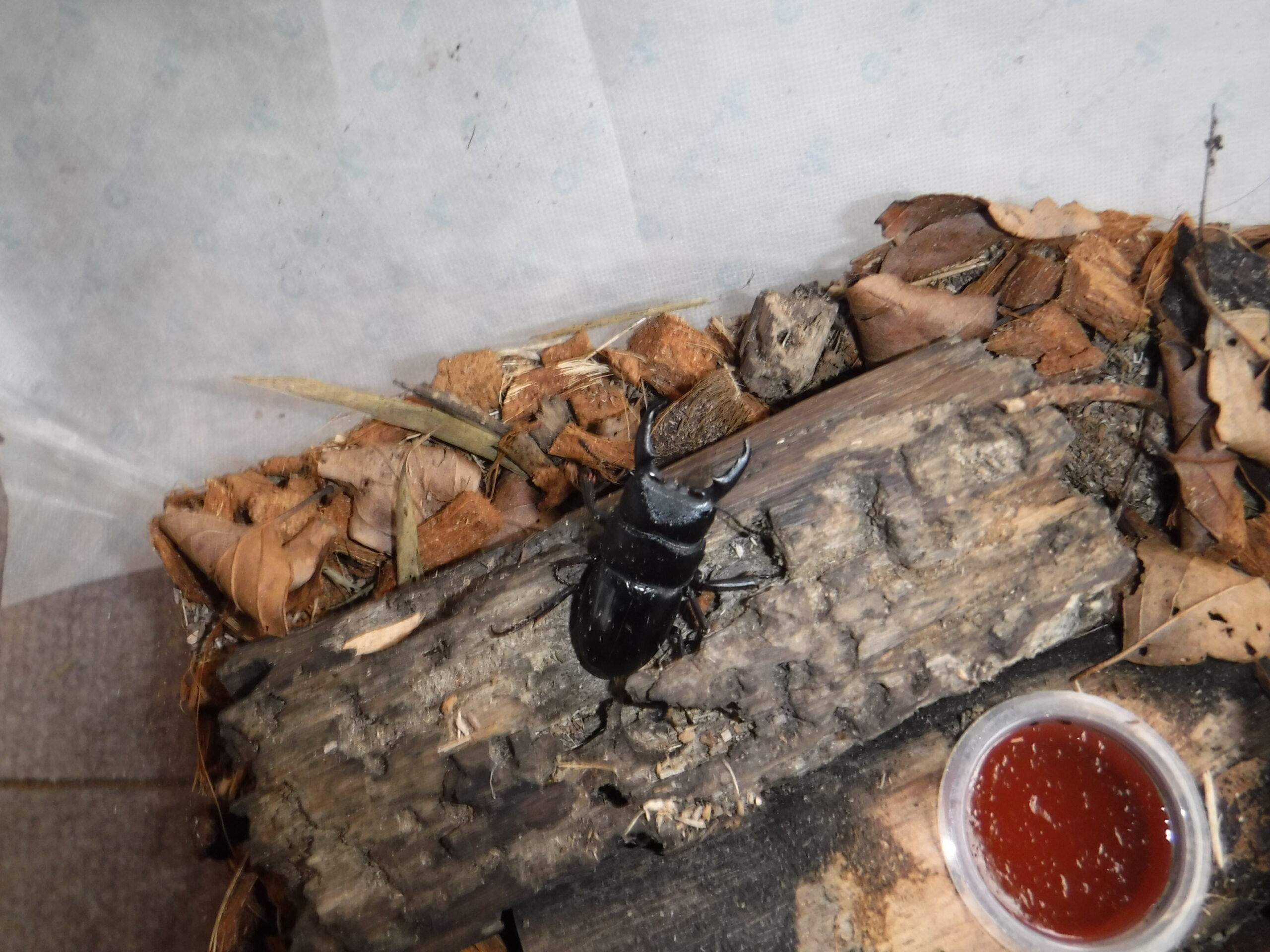 クワガタムシ越冬見守り活動