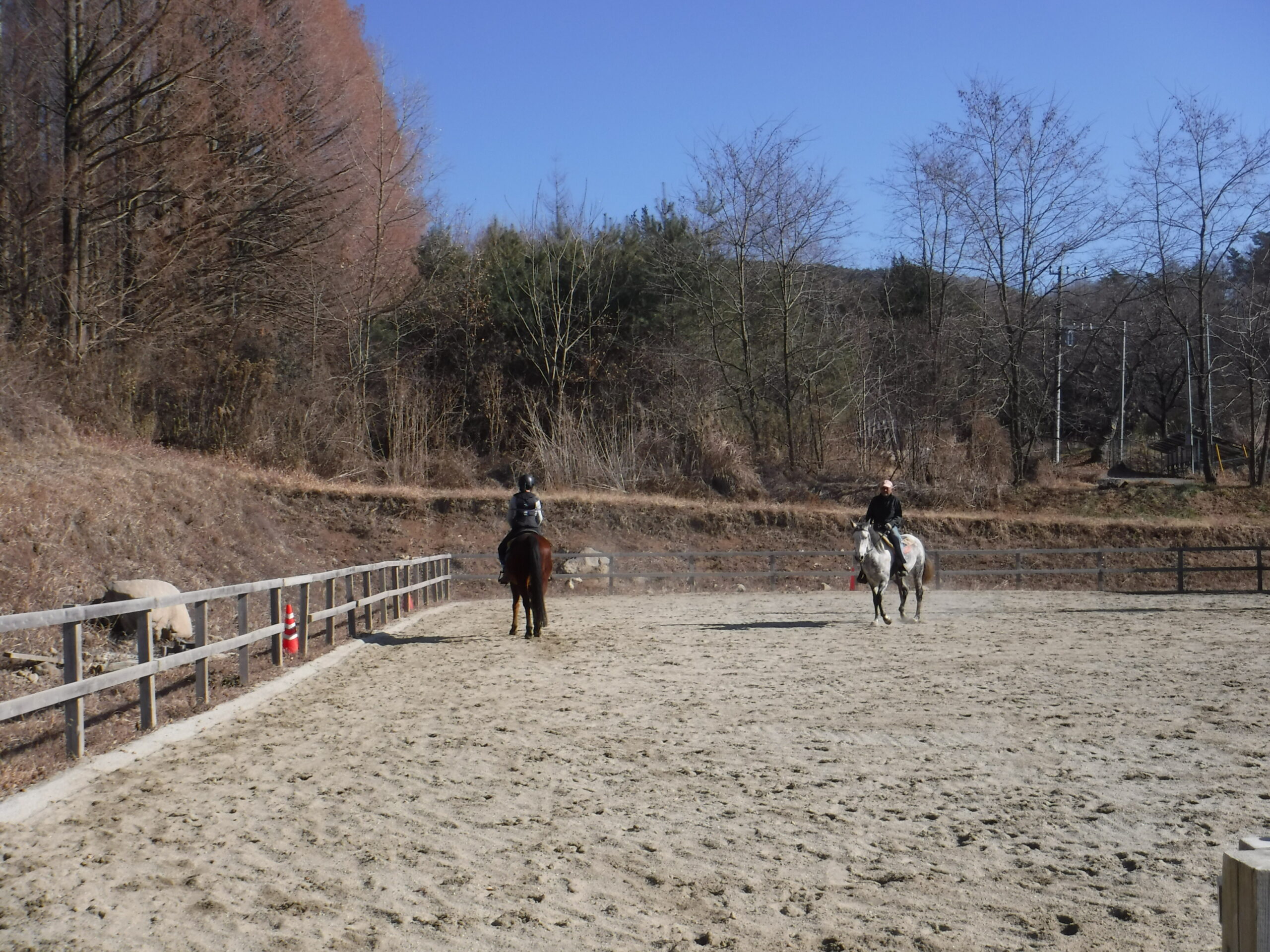 初心者の方向け≠シリーズ　『常歩発進の扶助＝速歩発進の扶助』：最終編