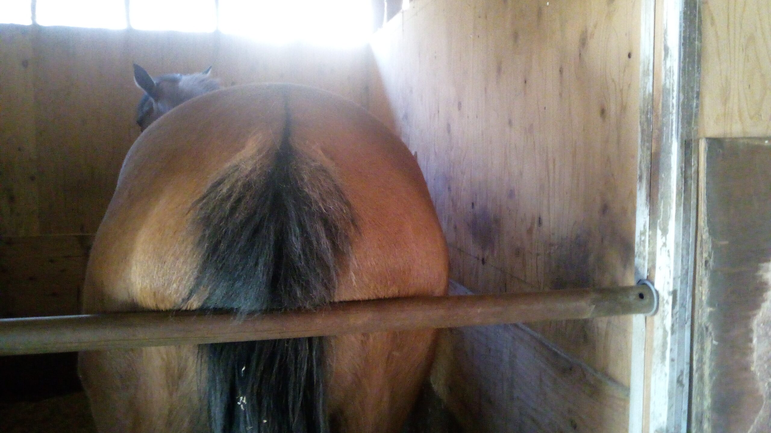 ハイブリッド誕生！