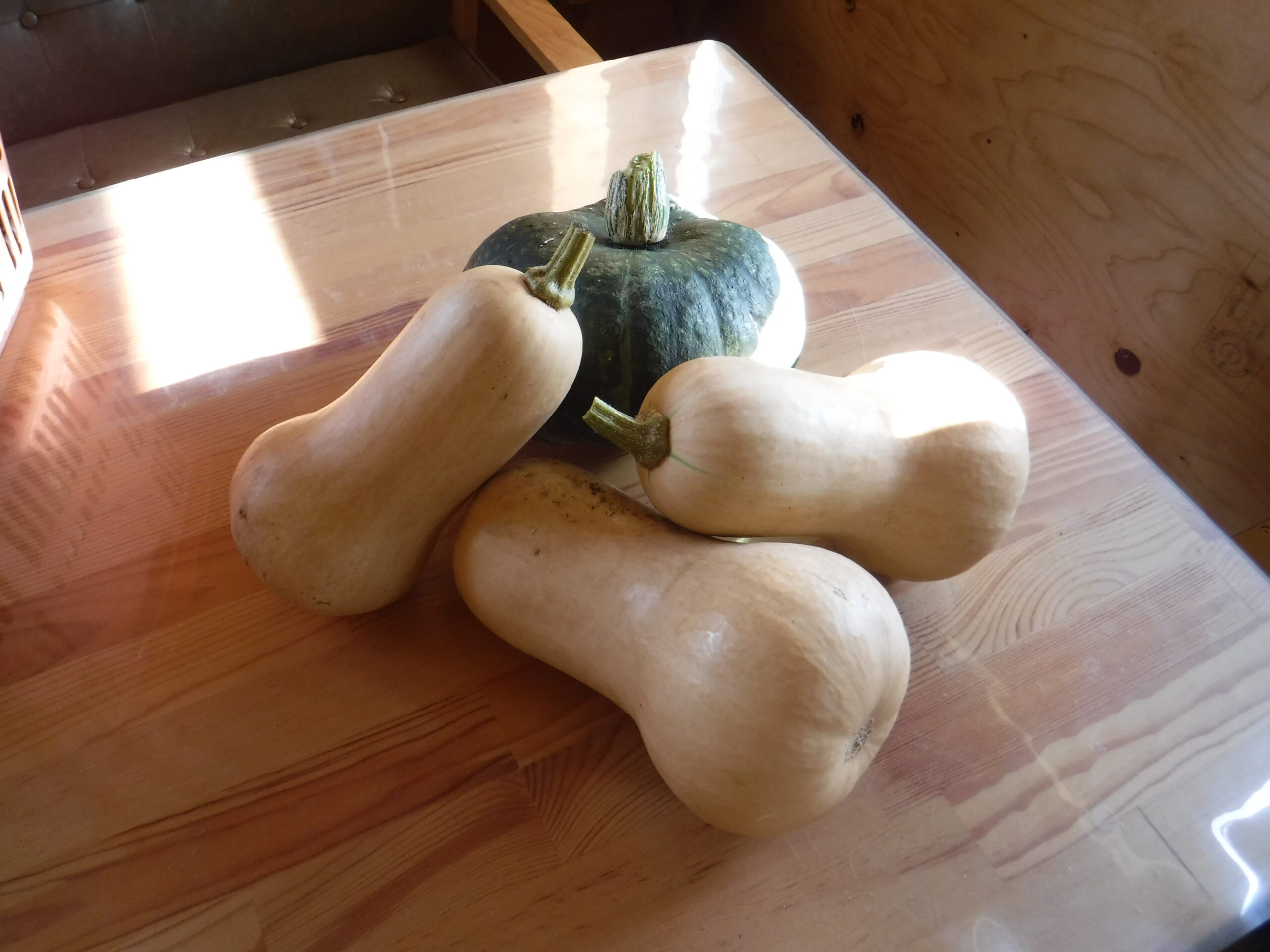 手前のカボチャ、ご存じ？